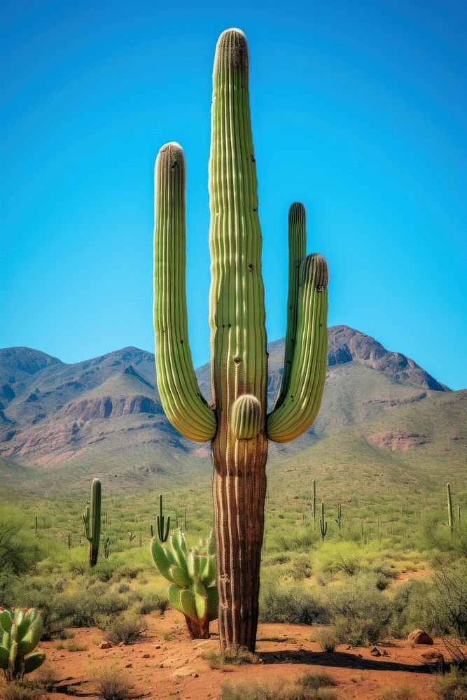 Saguaro Cactus cactus outdoors nature. AI generated Image by rawpixel.
