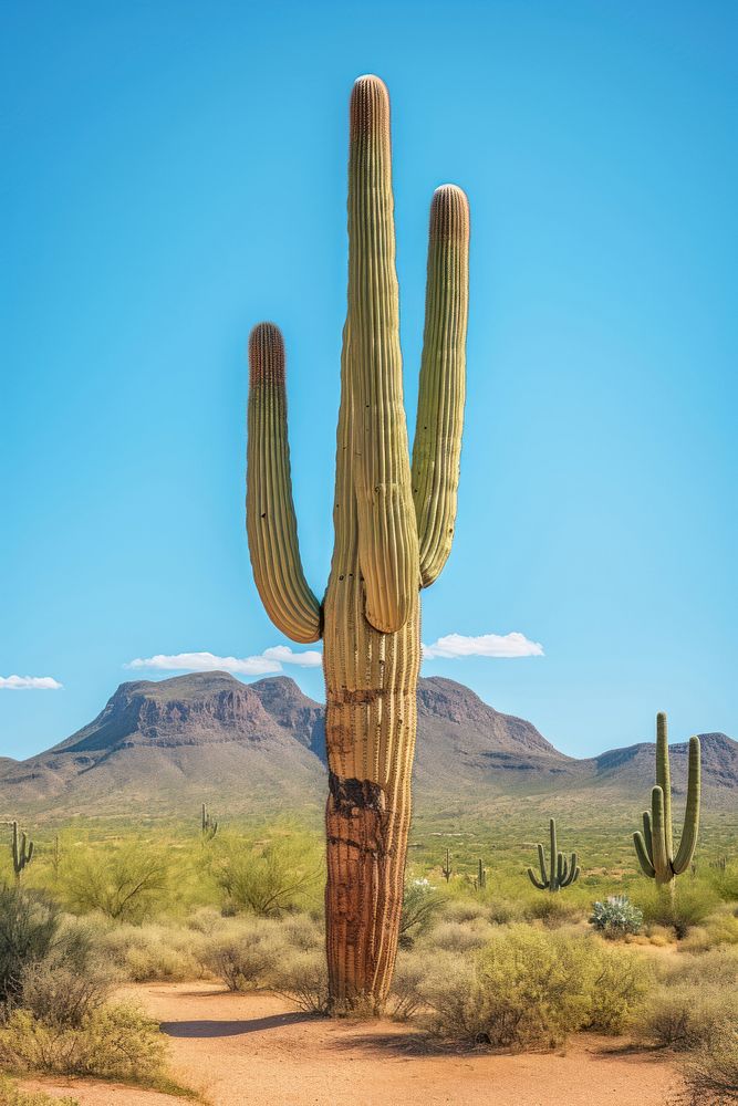 Saguaro Cactus cactus plant saguaro cactus. AI generated Image by rawpixel.