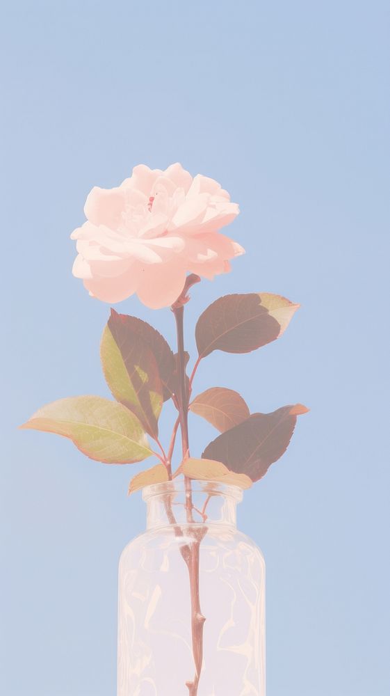 Flower in the vase petal plant rose. AI generated Image by rawpixel.