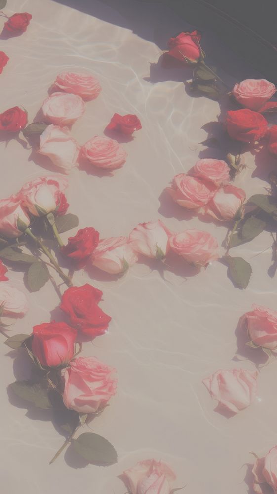 Roses sink flower petal plant. AI generated Image by rawpixel.