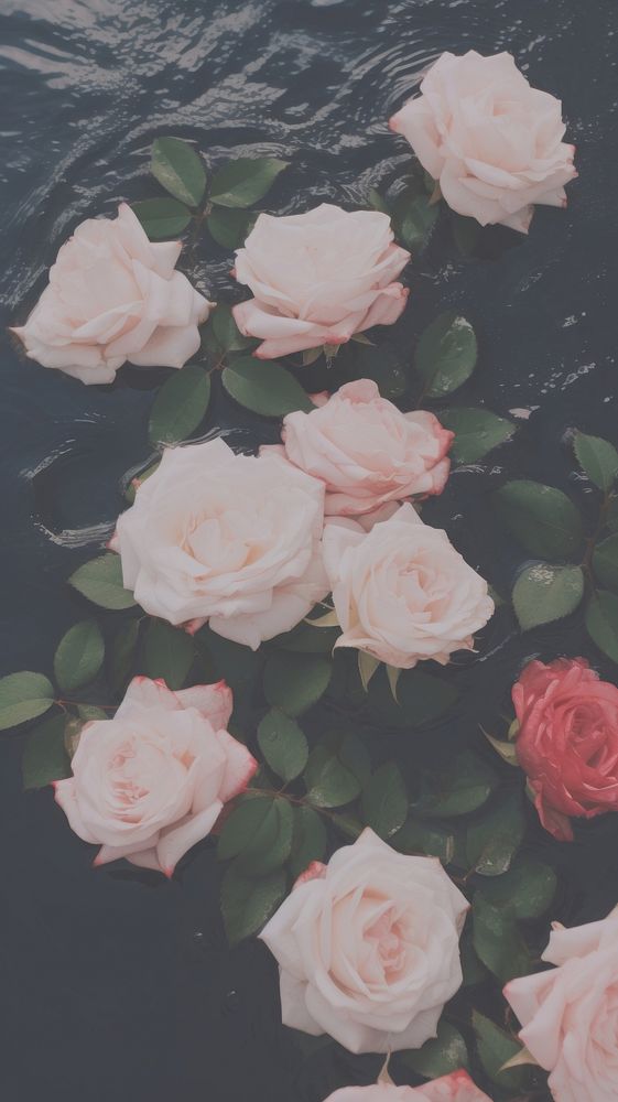 Roses sink flower petal plant. AI generated Image by rawpixel.