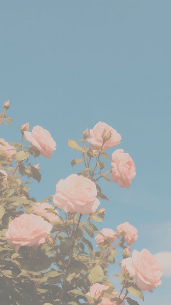 Rose aesthetic outdoors flower nature. AI generated Image by rawpixel.