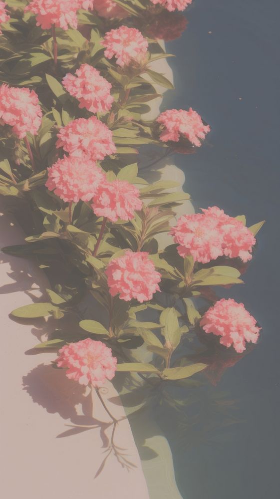 Flowers sink outdoors plant petal. AI generated Image by rawpixel.