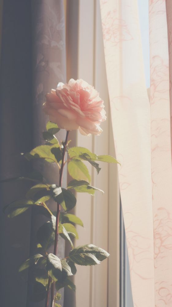 Rose in the vase by the window curtain flower plant. AI generated Image by rawpixel.