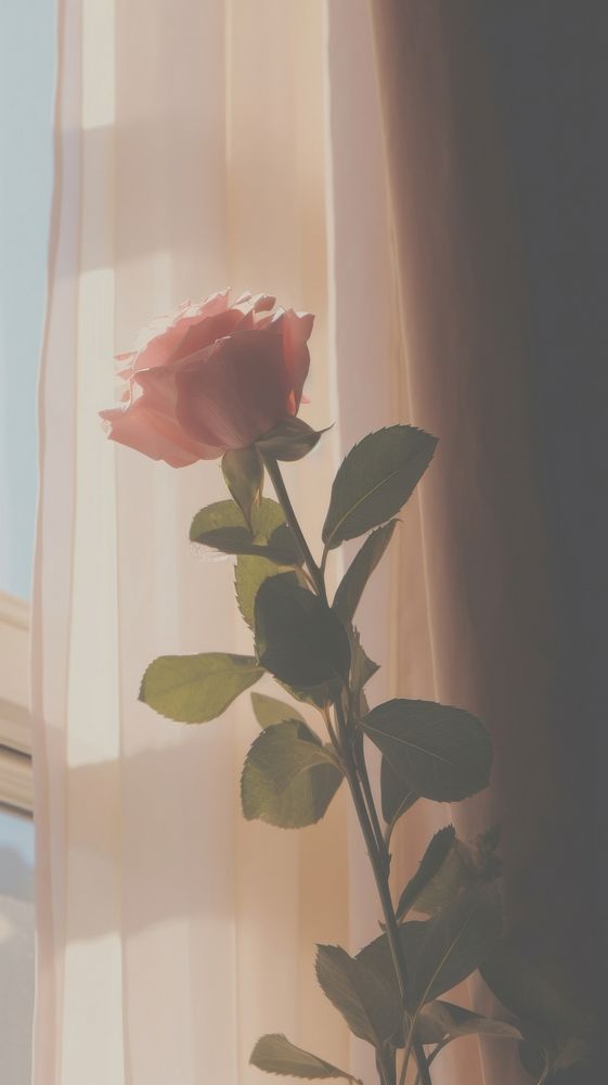 Rose in the vase by the window curtain flower petal. AI generated Image by rawpixel.