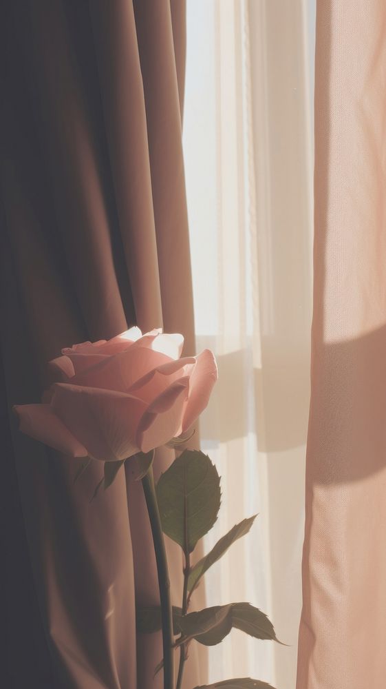 Rose in the vase by the window curtain lighting flower. AI generated Image by rawpixel.