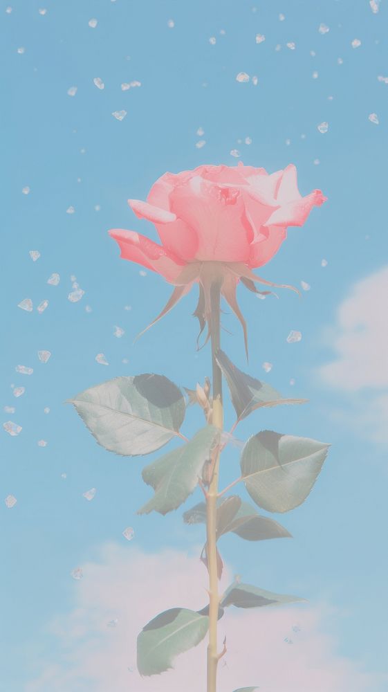 Rose aesthetic glitter and diamond outdoors flower petal. AI generated Image by rawpixel.