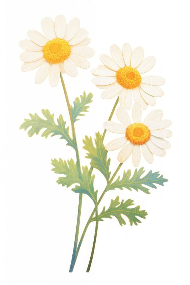 Feverfew Flower Plant Daisy White. 