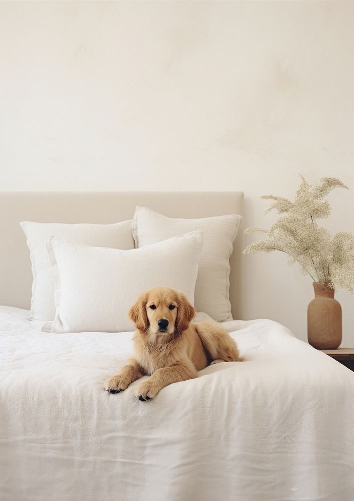 A golden retriever puppy bed furniture textile. AI generated Image by rawpixel.