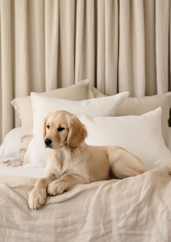 A golden retriever puppy bed furniture animal. AI generated Image by rawpixel.