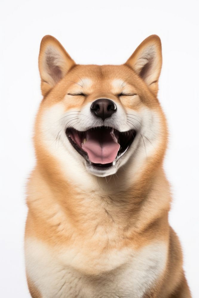 Smiling Shiba Inu dog mammal animal pet. AI generated Image by rawpixel.