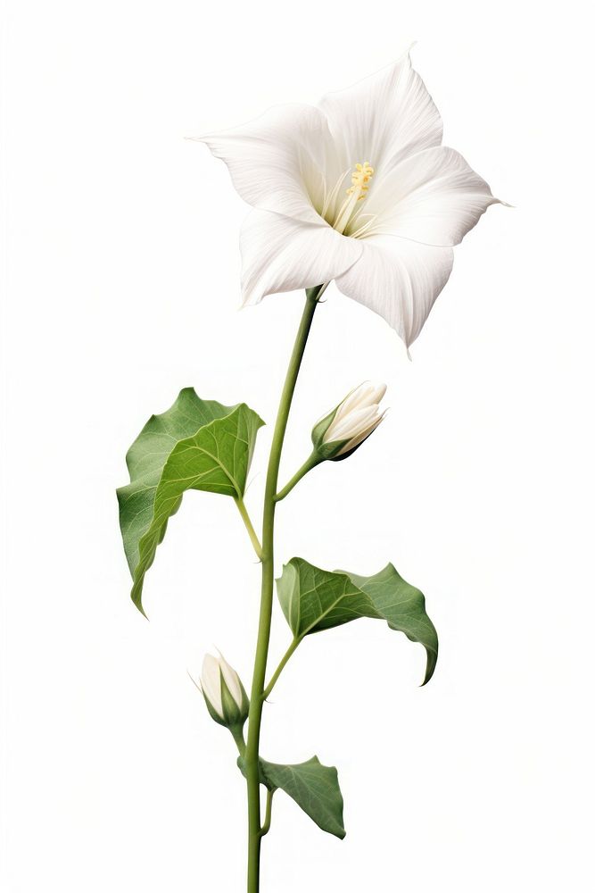 Moonflower plant petal white. AI generated Image by rawpixel.
