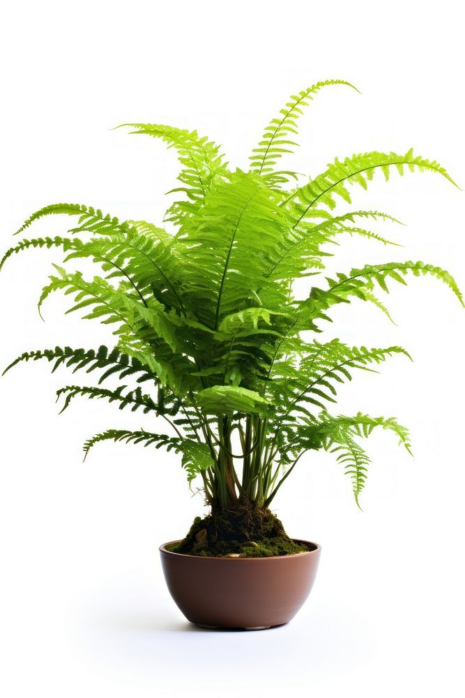 Boston fern plant tree nature. AI generated Image by rawpixel.