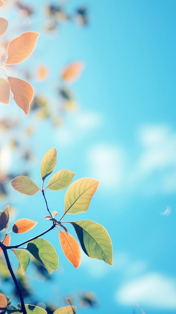 Branch leaves and sky nature sunlight outdoors. AI generated Image by rawpixel.