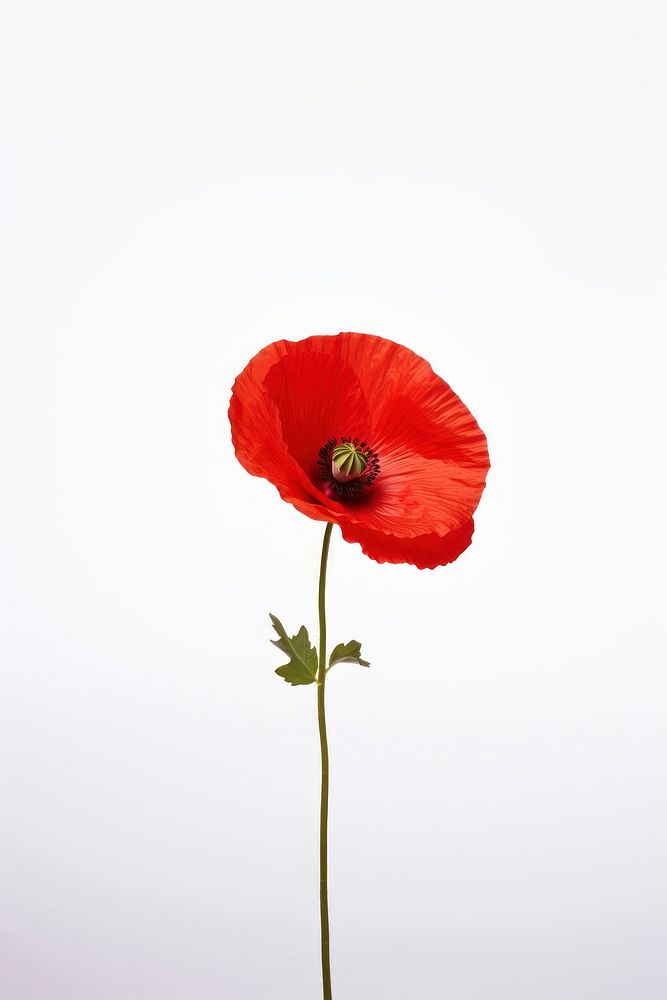 Poppy flower plant nature. AI generated Image by rawpixel.