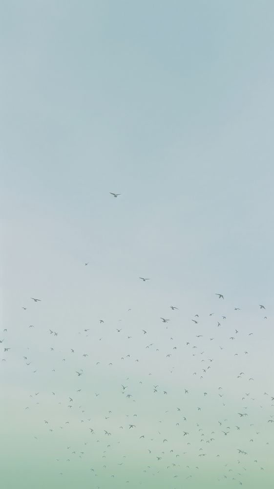 Birds flying in the sky outdoors animal nature. AI generated Image by rawpixel.