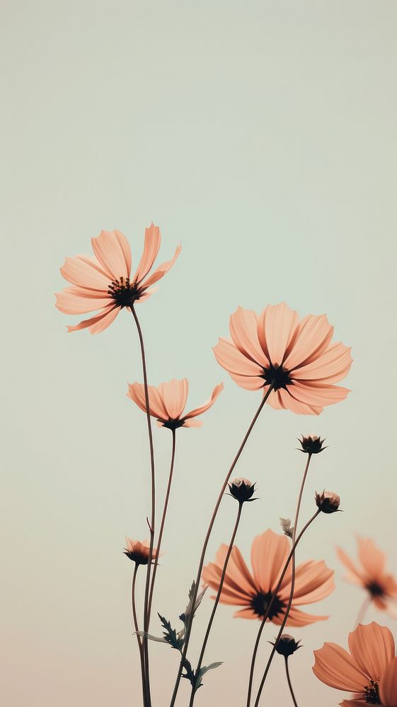 Wild flower outdoors blossom nature. AI generated Image by rawpixel.