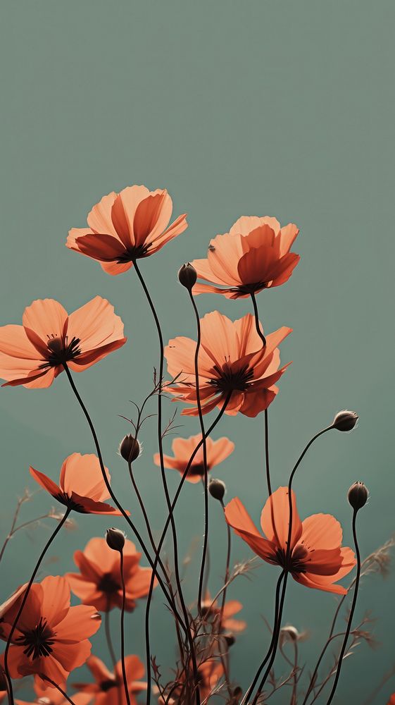 Wild flower outdoors plant petal. AI generated Image by rawpixel.
