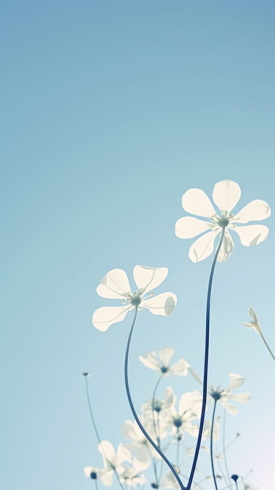 Flowers with blue sky outdoors blossom nature. AI generated Image by rawpixel.