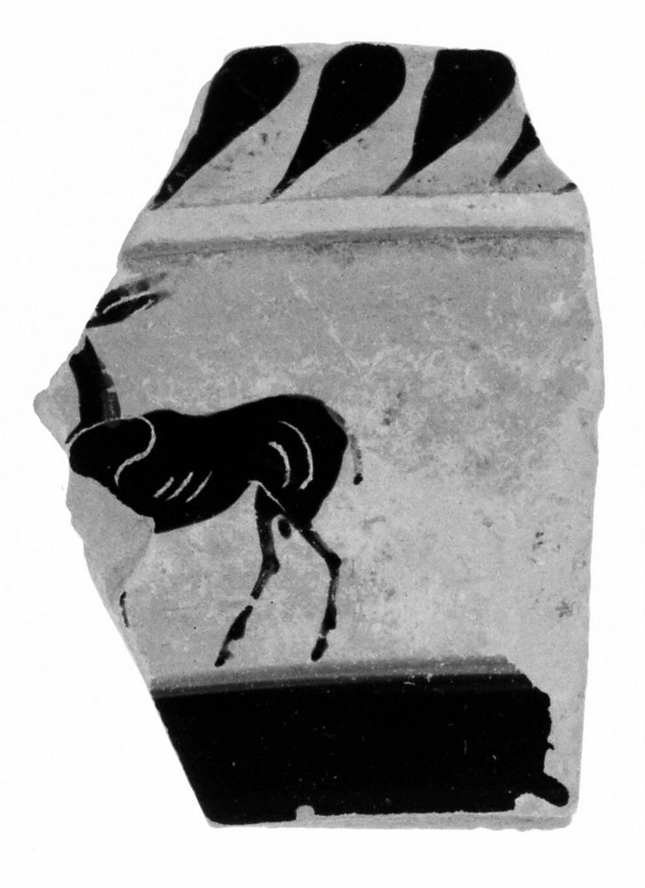 Attic Black-Figure Nicosthenic Amphora Fragment