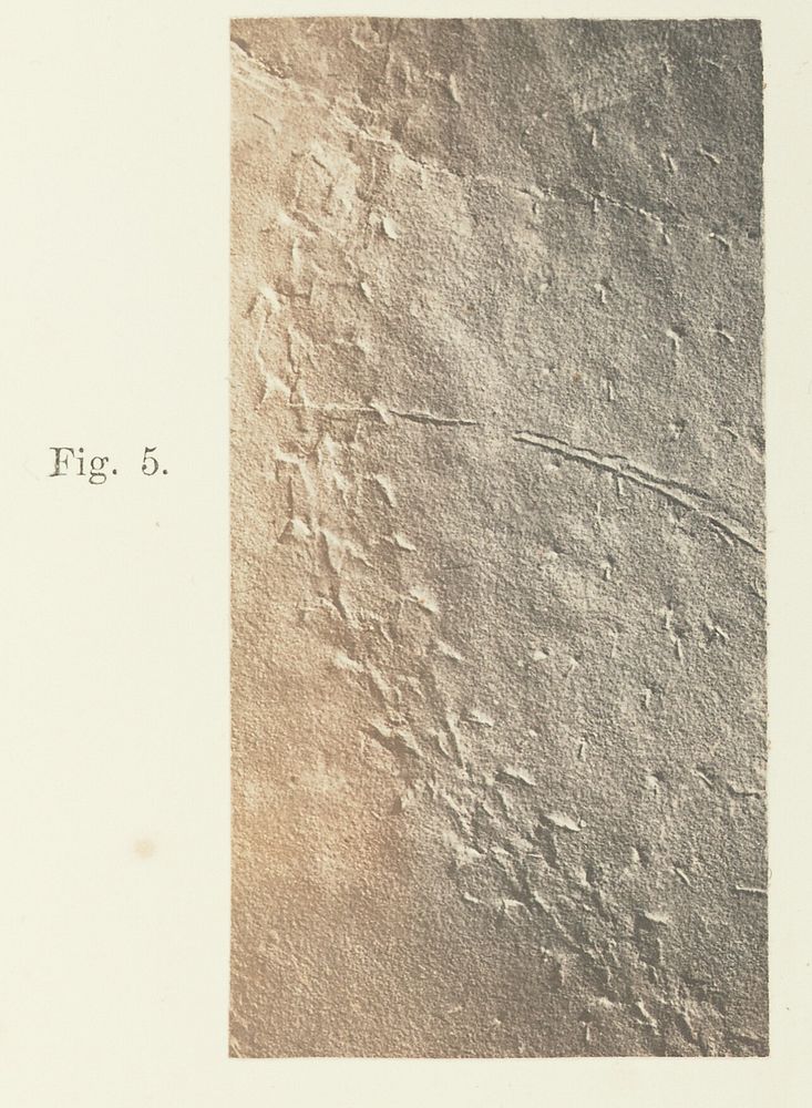 Plate 41. Figure 5