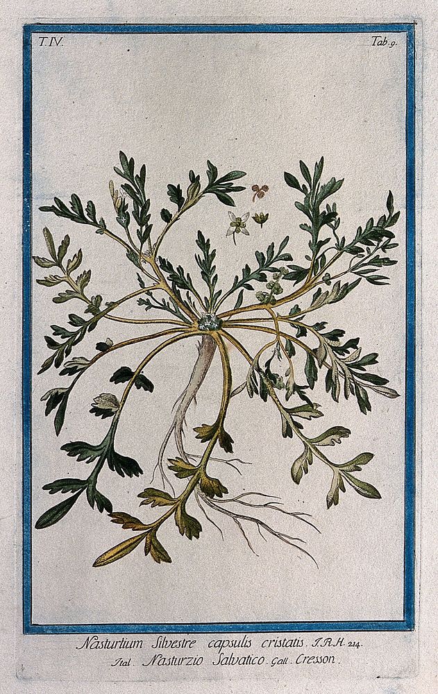 A species of the genus Vella: entire flowering and fruiting plant with separate fruit and flower. Coloured etching by M.…