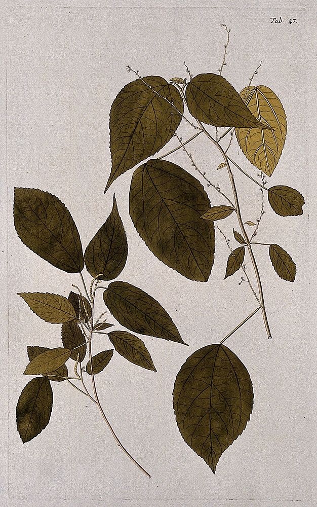 A plant (Acalypha villosa Jacq.) related to Indian nettle: separate flowering and fruiting stems. Coloured engraving after…