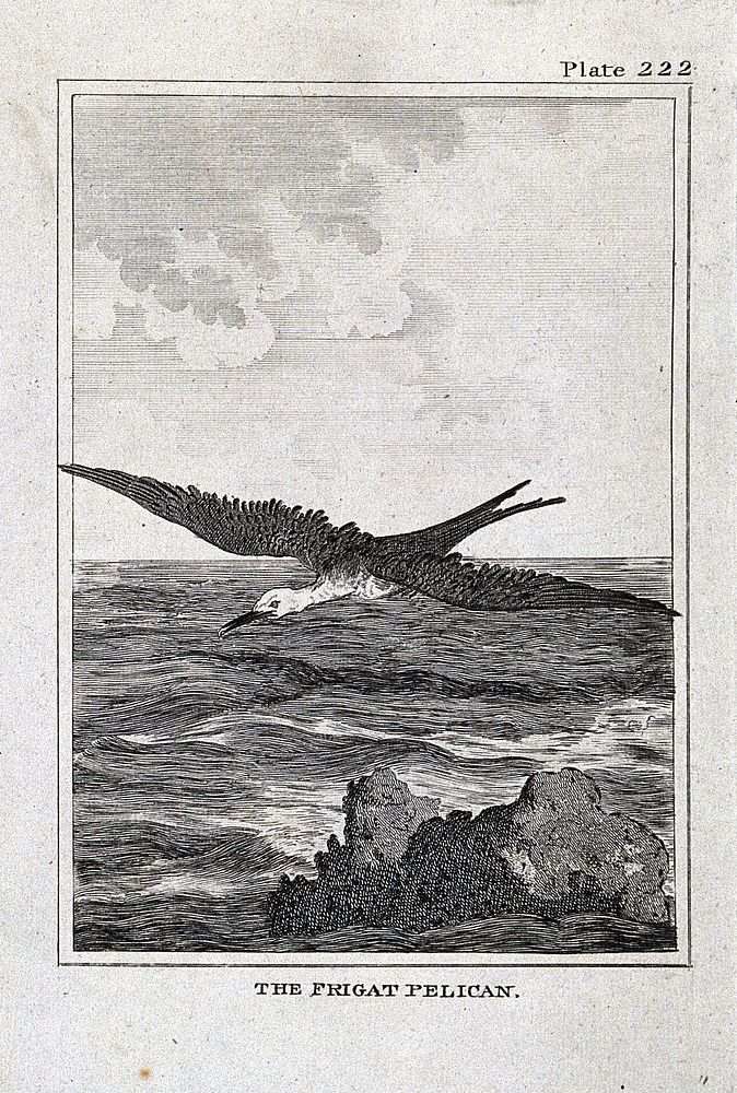 A frigate bird. Etching with engraving.