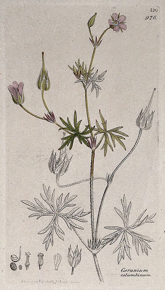 Long-stalked cranesbill (Geranium columbinum): flowering stem and floral segments. Coloured engraving after J. Sowerby, 1795.