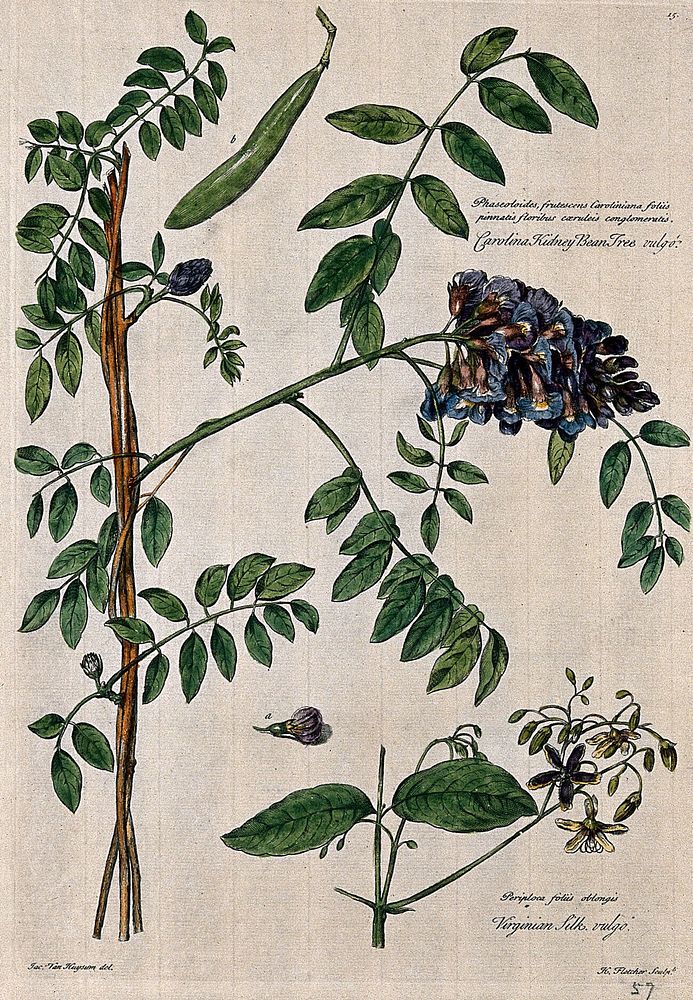 Carolina kidney bean plant (Phaeolus sp.) and virginian silk plant (Periploca sp.). Coloured engraving by H. Fletcher, c.…