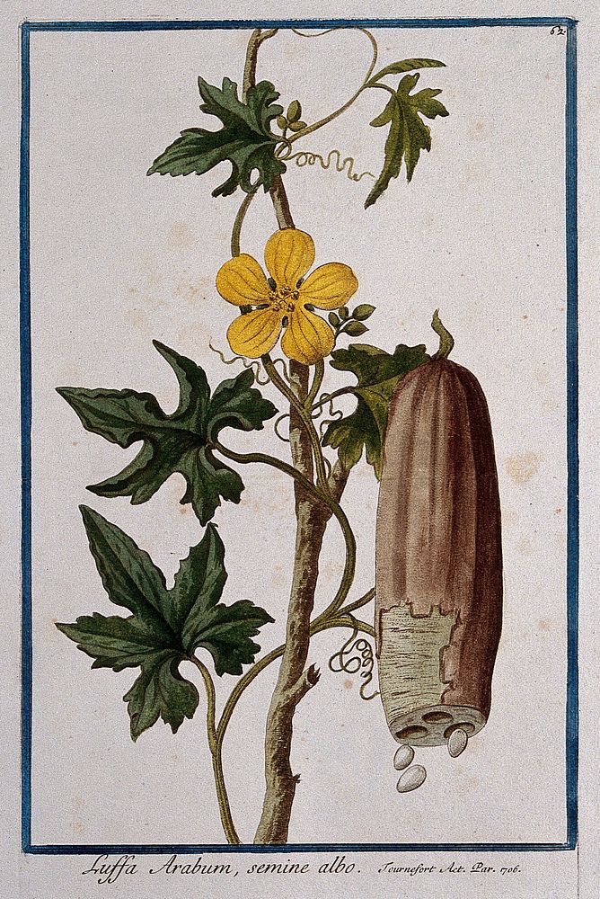 Dishcloth gourd (Luffa acutangula (L.) Roxb.): flowering stem with separate sectioned fruit and seeds. Coloured etching by…