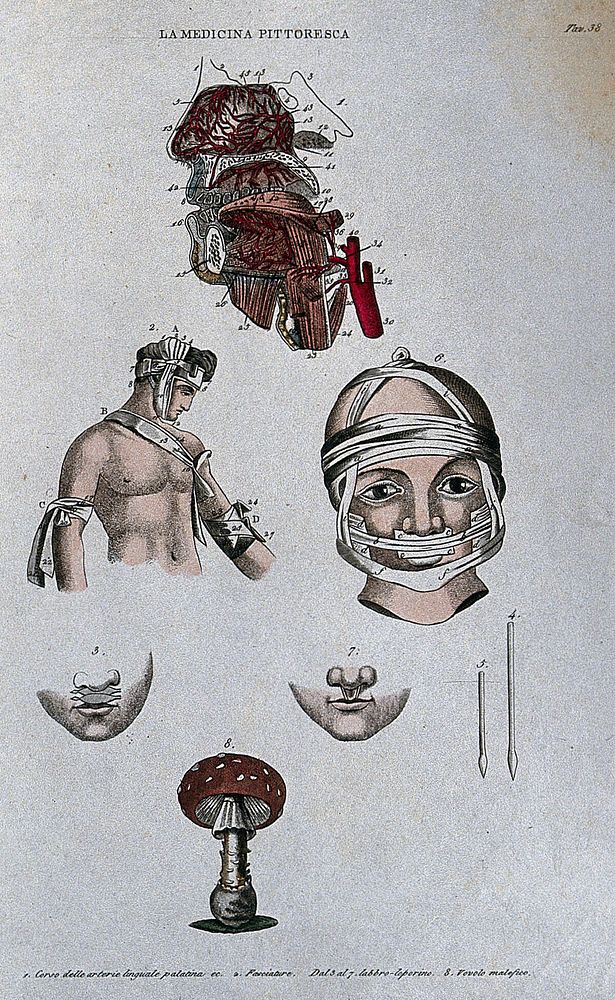 Anatomy, surgery and botany; top, dissected head showing arteries; centre, methods of bandaging the thorax and head; below…