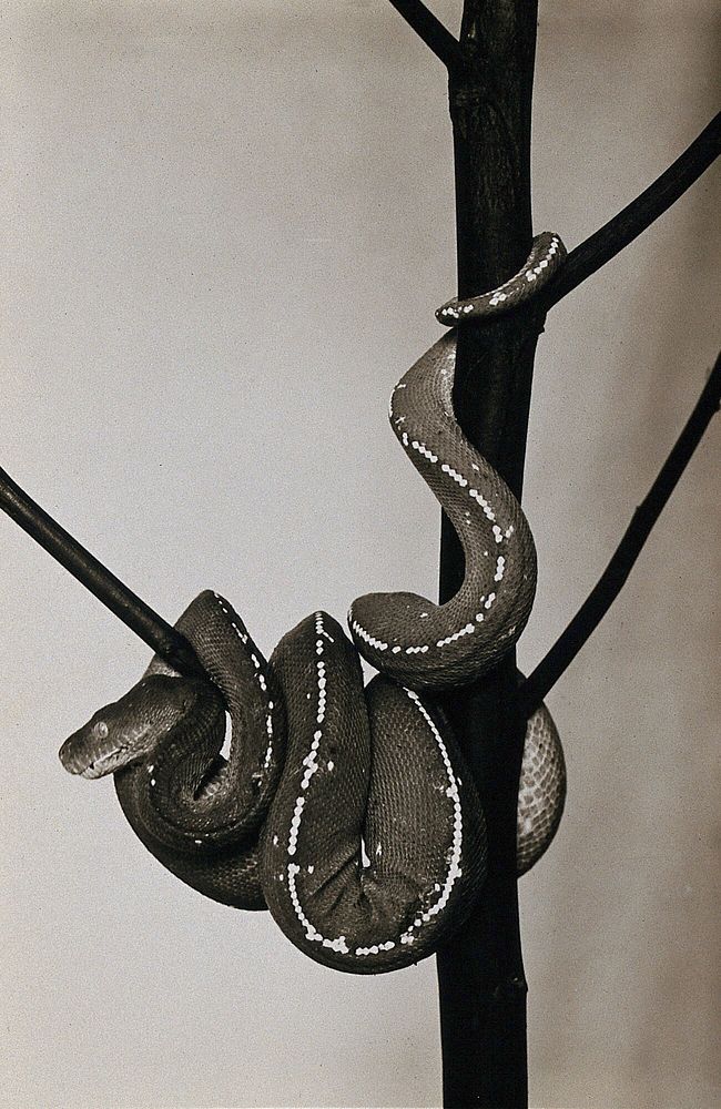 Green tree snake (Chondropython viridis), coiled around a branch. Photograph, 1900/1920.