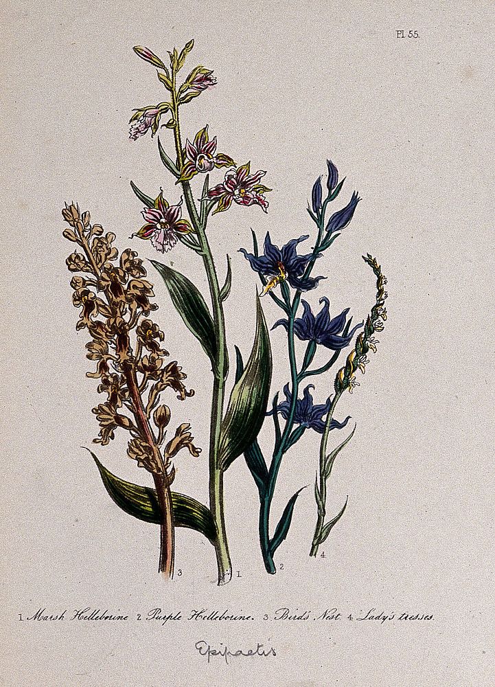 Four British wild flowers, including marsh and purple helleborines (Epipactis species). Coloured lithograph, c. 1846, after…