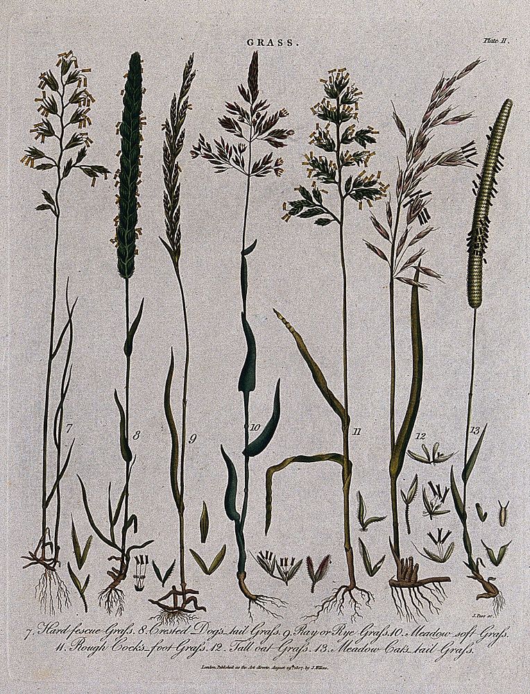 Seven grasses including fescues (Festuca species), dog's tail grass (Cynosurus cristatus), meadow grasses (Poa species) and…