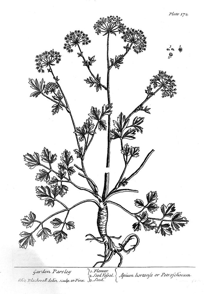 A curious herbal, containing five hundred cuts of the most useful plants, which are now used in the practice of physick ...…