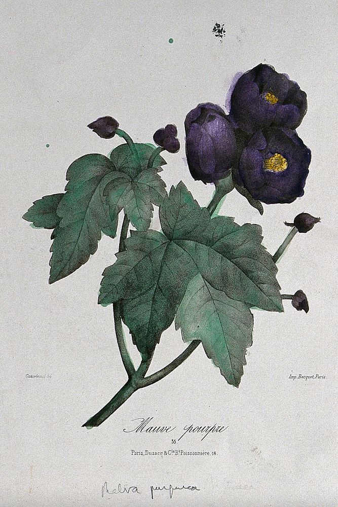 A flowering mallow plant (Malva purpurea). Coloured lithograph, c. 1850, after Guenébeaud.