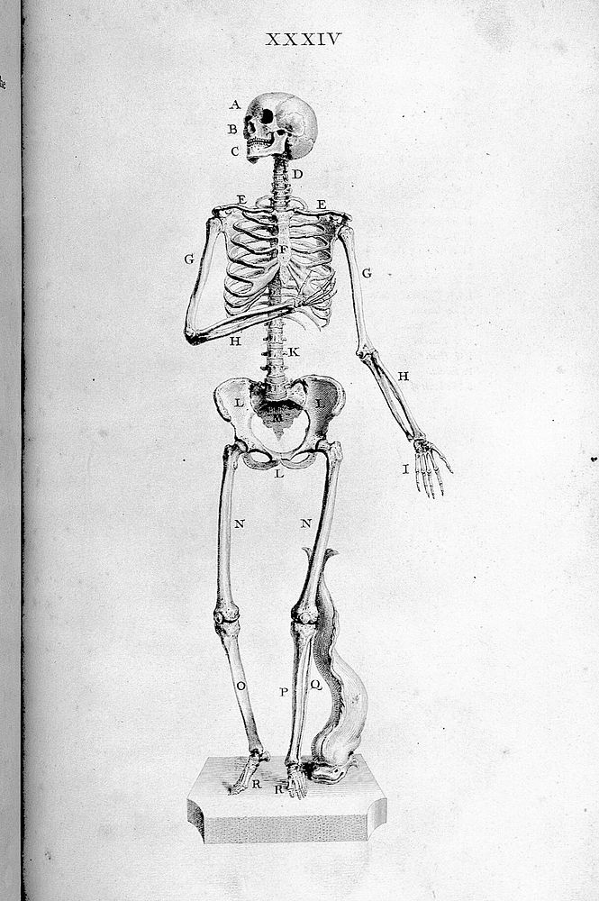 W. Cheselden, Ostoegraphia, or the anatomy of bones
