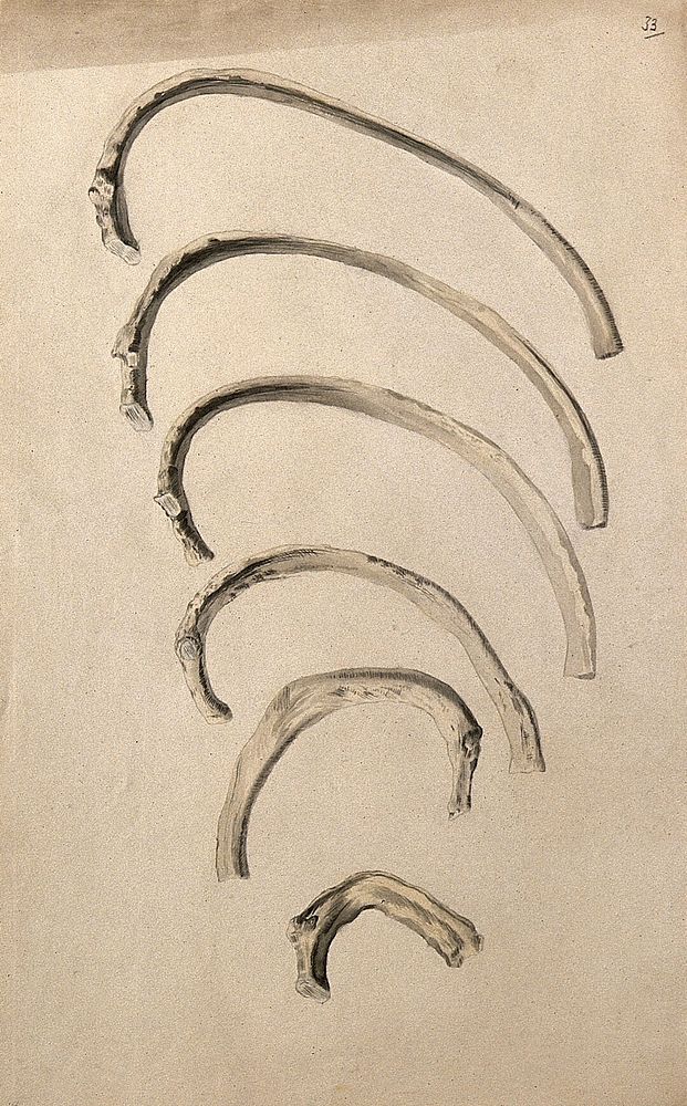 Ribs: six figures. Ink and watercolour, 1830/1835, after W. Cheselden, ca. 1733.