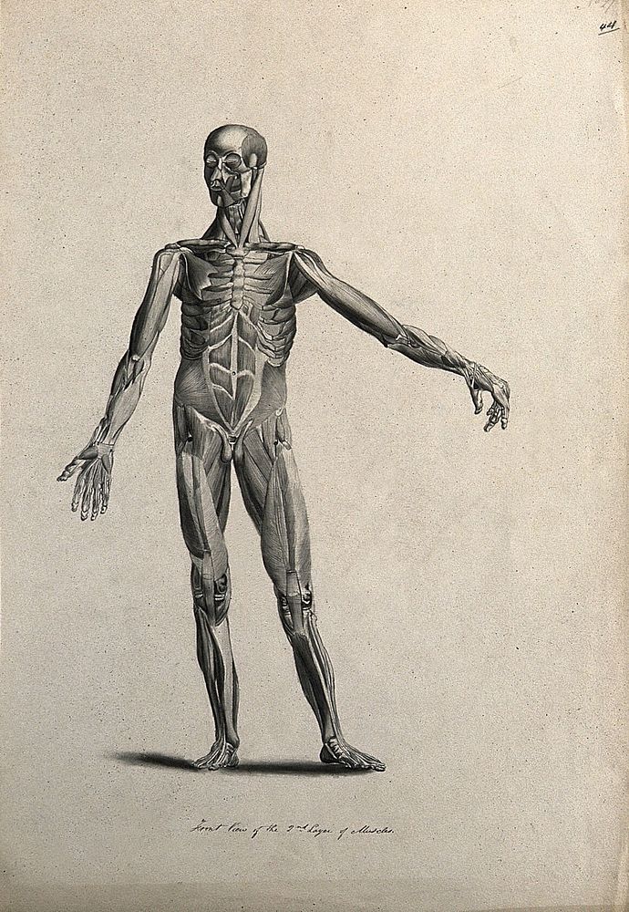 An écorché figure with left arm extended, seen from the front, showing the second layer of muscles. Pen and ink drawing…