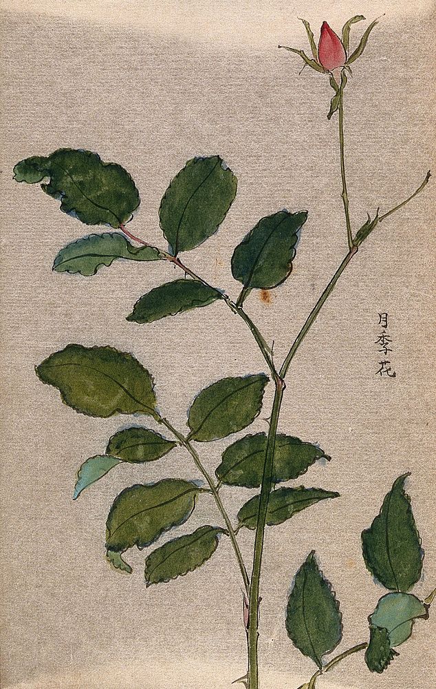 A rose (Rosa species): stem with flower in bud. Watercolour.