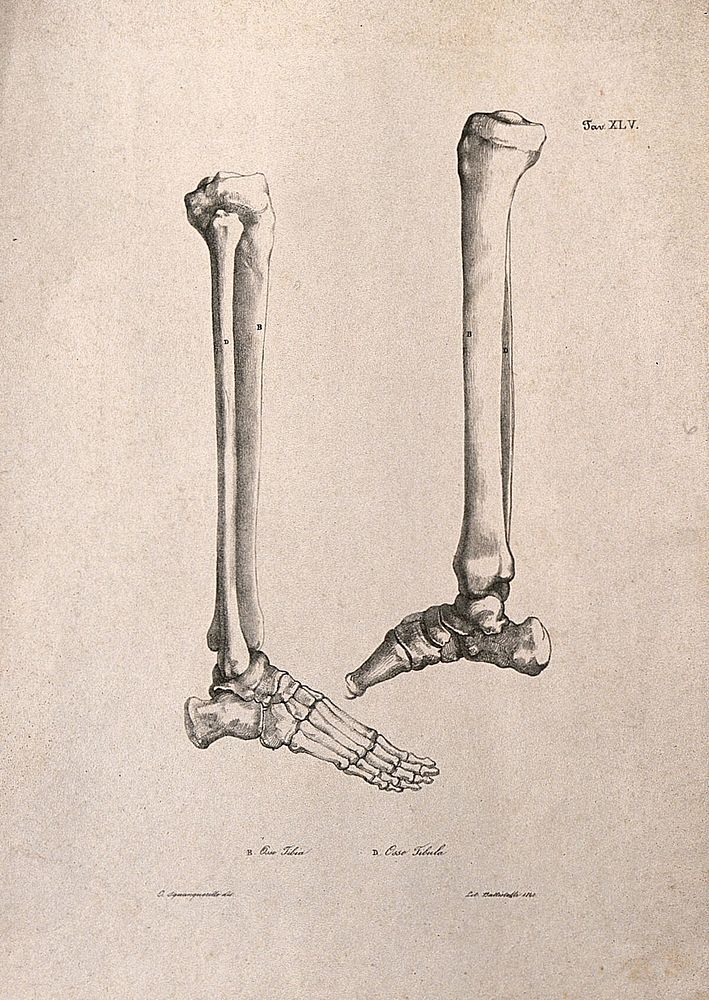 Bones of the foot and lower leg: two figures. Lithograph by Battistelli after C. Squanquerillo, 1840.