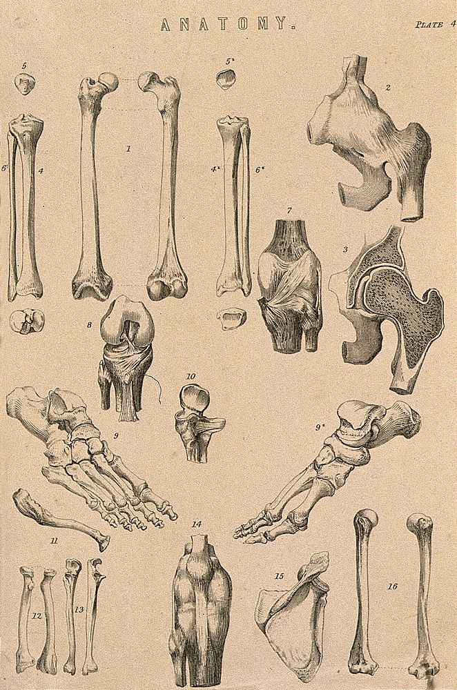 Bones of the limbs: fifteen figures. Line engraving, ca. 1850.