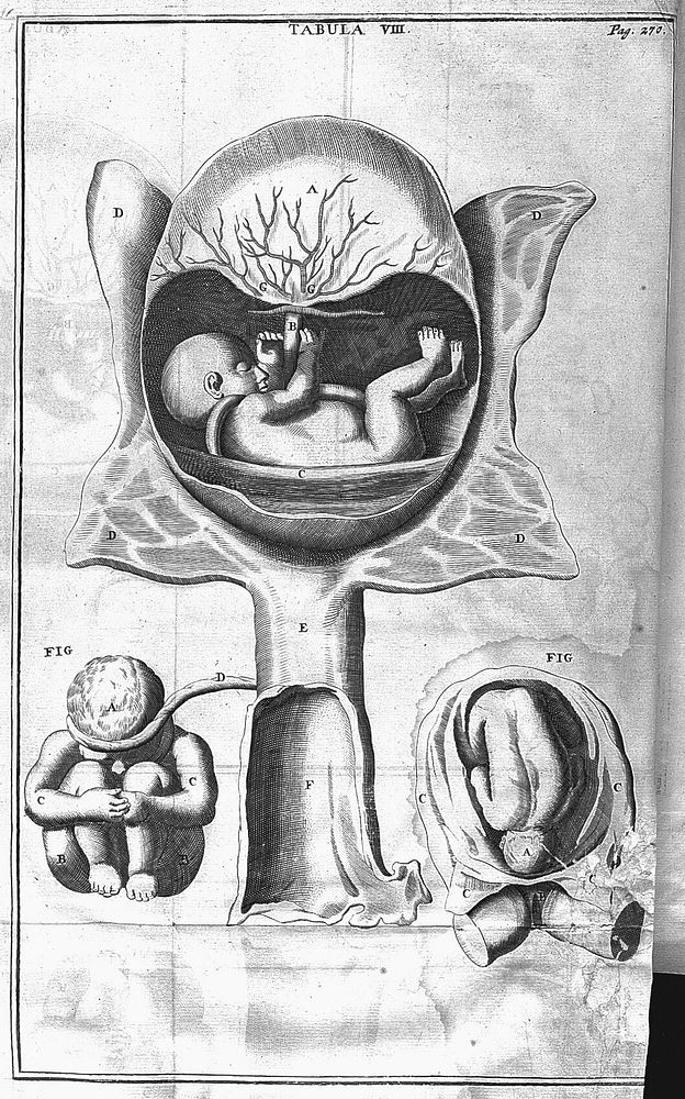 The anatomy of human bodies. Comprehending the most modern discoveries and curiosities in that art. To which is added a…