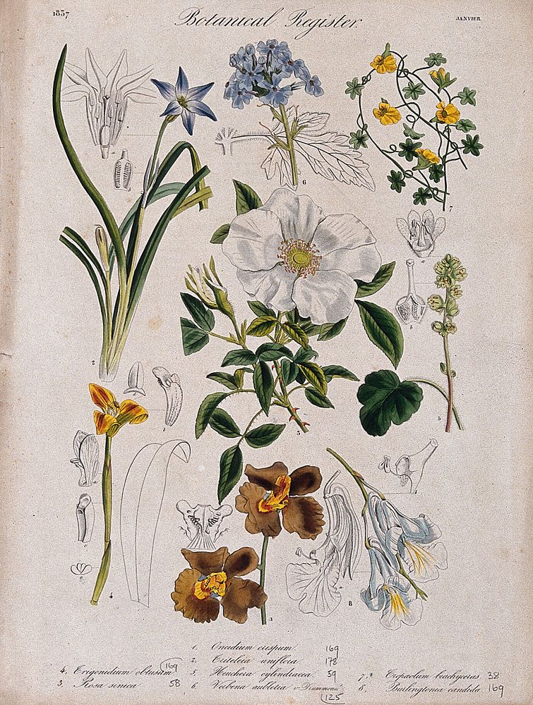 Eight plants, including three orchids and a rose: flowering stems. Coloured etching, c. 1837.