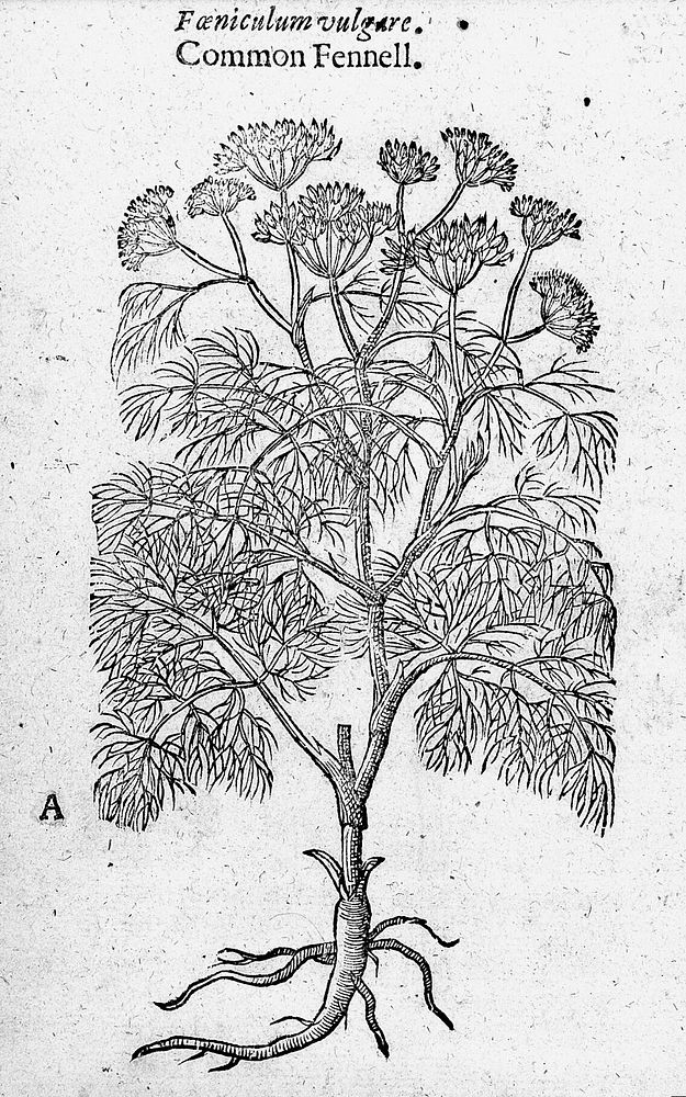 The herball or, generall historie of plantes / Gathered by John Gerarde ... Very much enlarged and amended by Thomas Johnson.