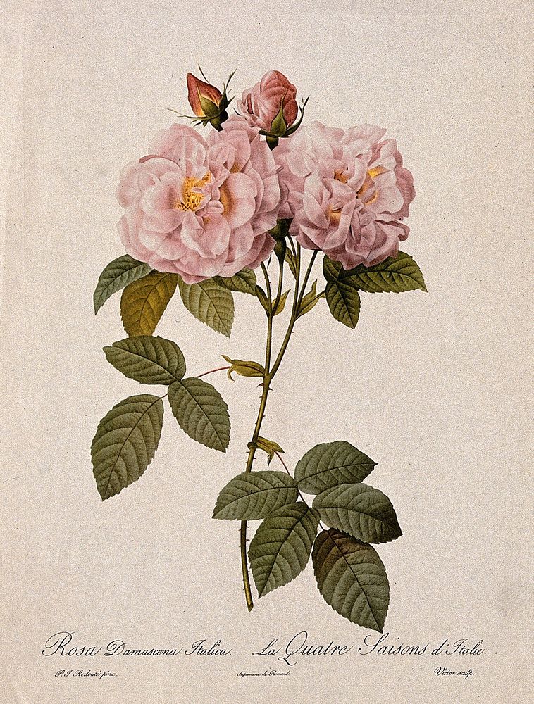 Damask rose (Rosa damascena "Italica"): flowering stem. Colour halftone after Victor, c.1824, after P. J. Redouté.