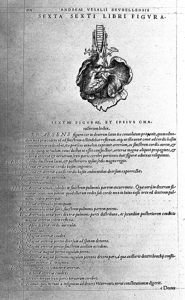 Anatomical illustration of the heart, by Vesalius.