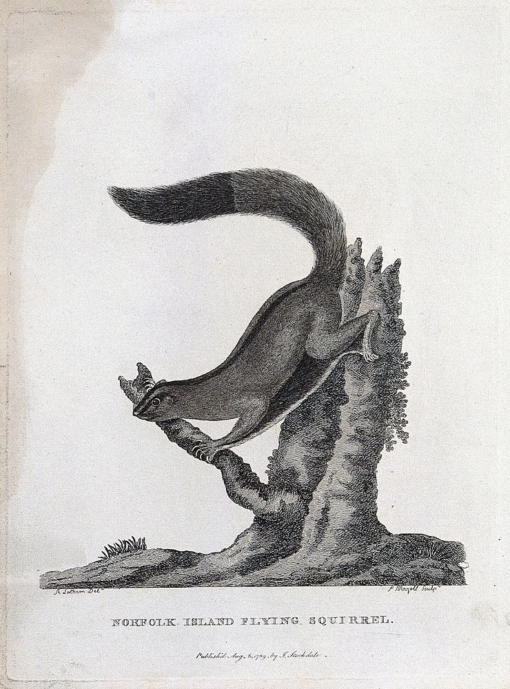 A Norfolk Island flying squirrel sitting on the stump of a tree. Etching by P. Mazell after A. Latham.