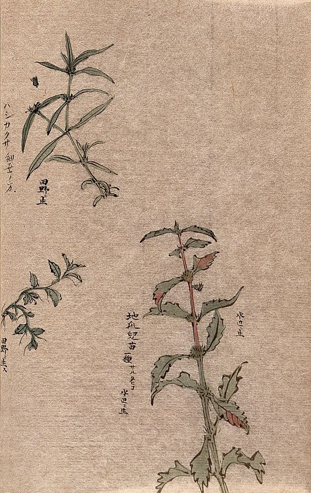 Three leafy plant stems. Watercolour.